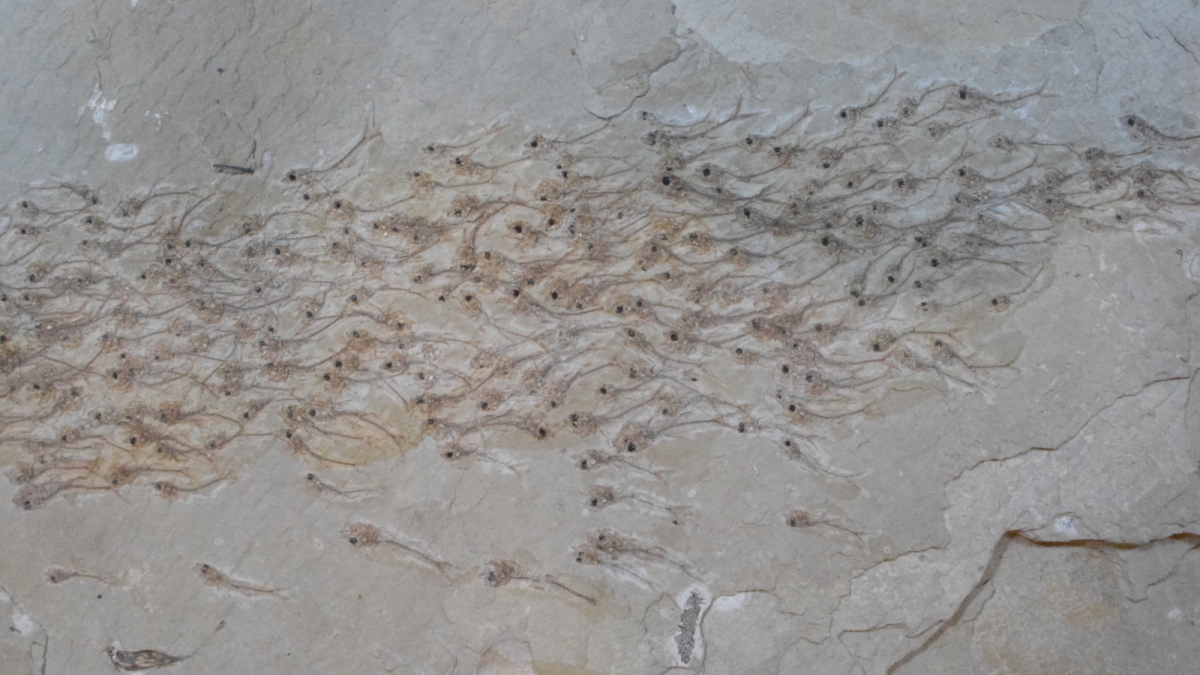 Fossilized fish species published in Proceedings of Royal Society B