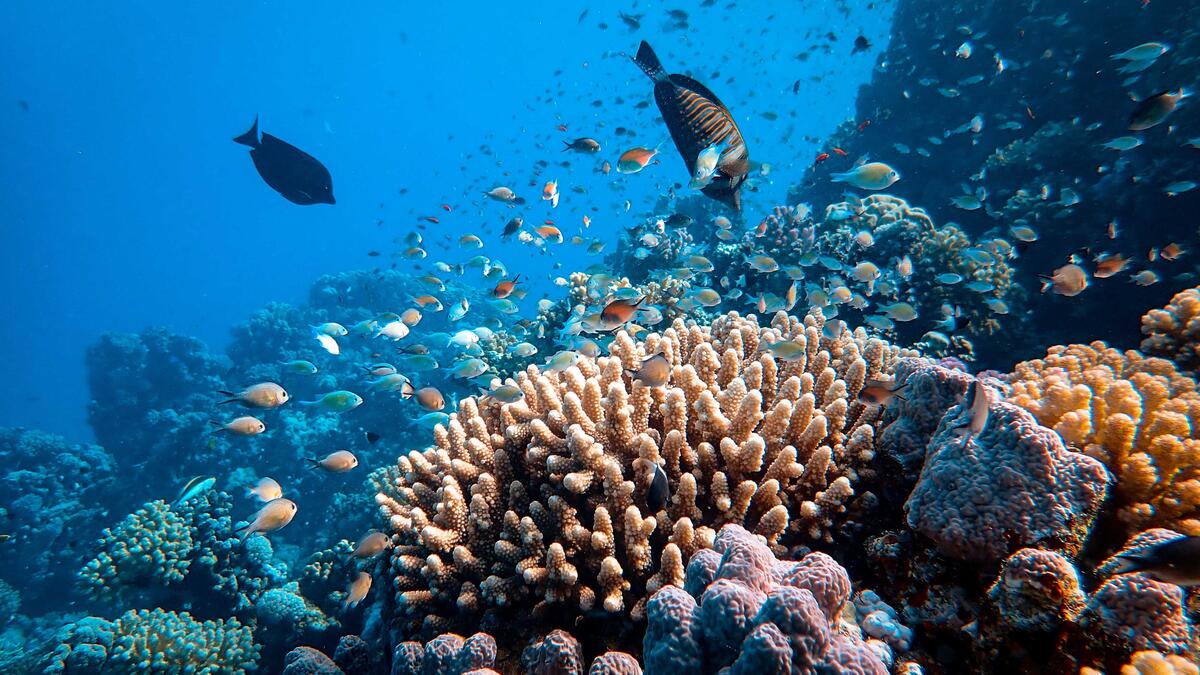 Fish and coral pictured under water.