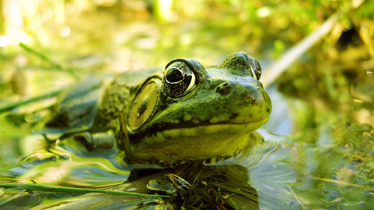 A frog sits mostly under the surface of a pond.