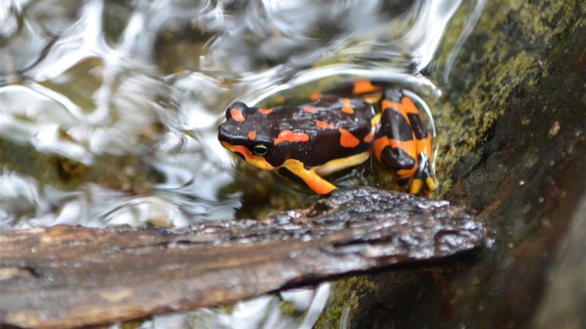 A harlequin frog in a stream.