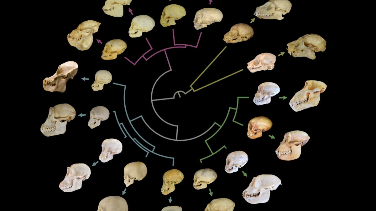 circular evolutionary tree skull growth