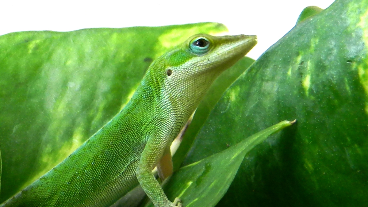 Green anole lizard