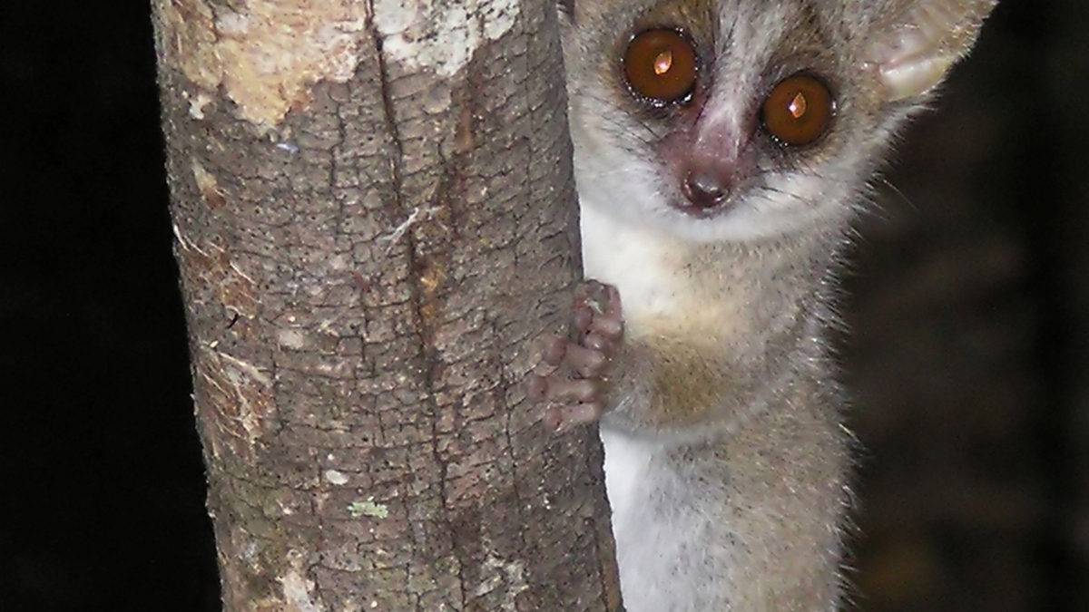 Grey-mouse lemur 