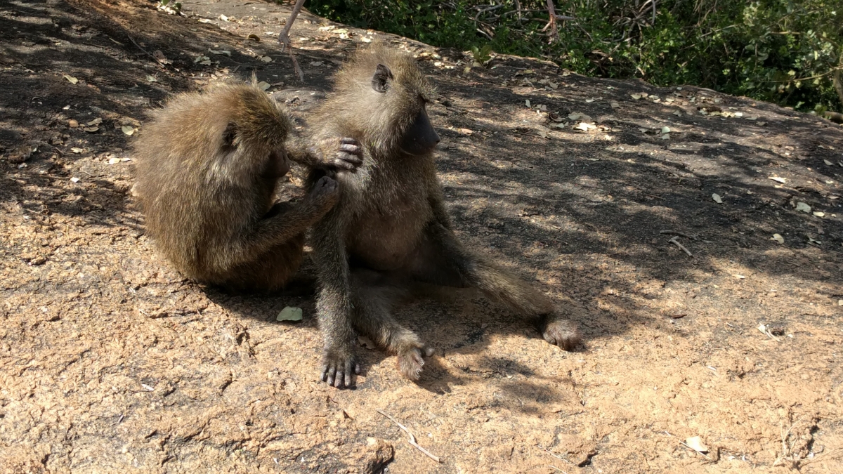 baboons grooming 