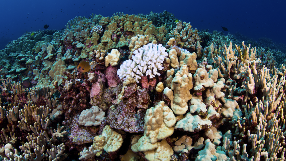 Coral Bleaching in Hawaii.