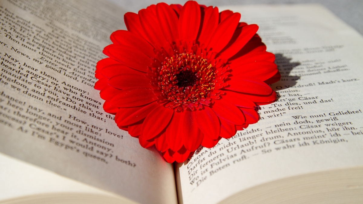 Flower inside of a book