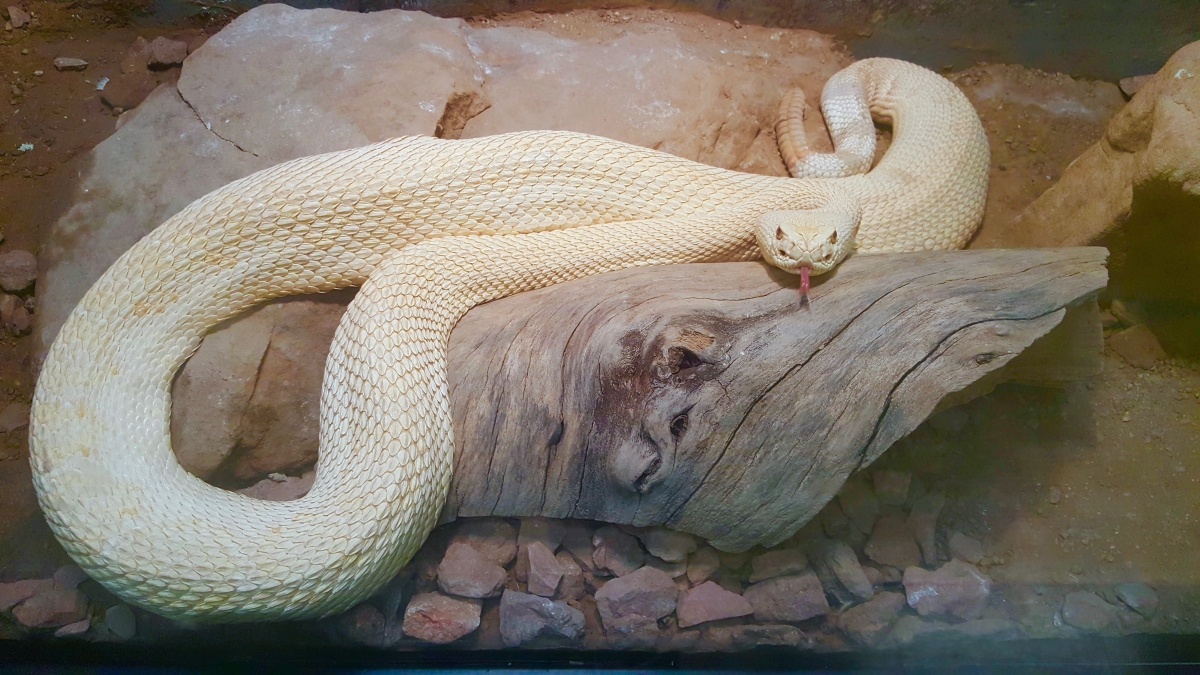 ASU albino rattlesnake Hector