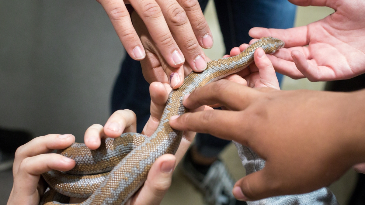 Hands on snake