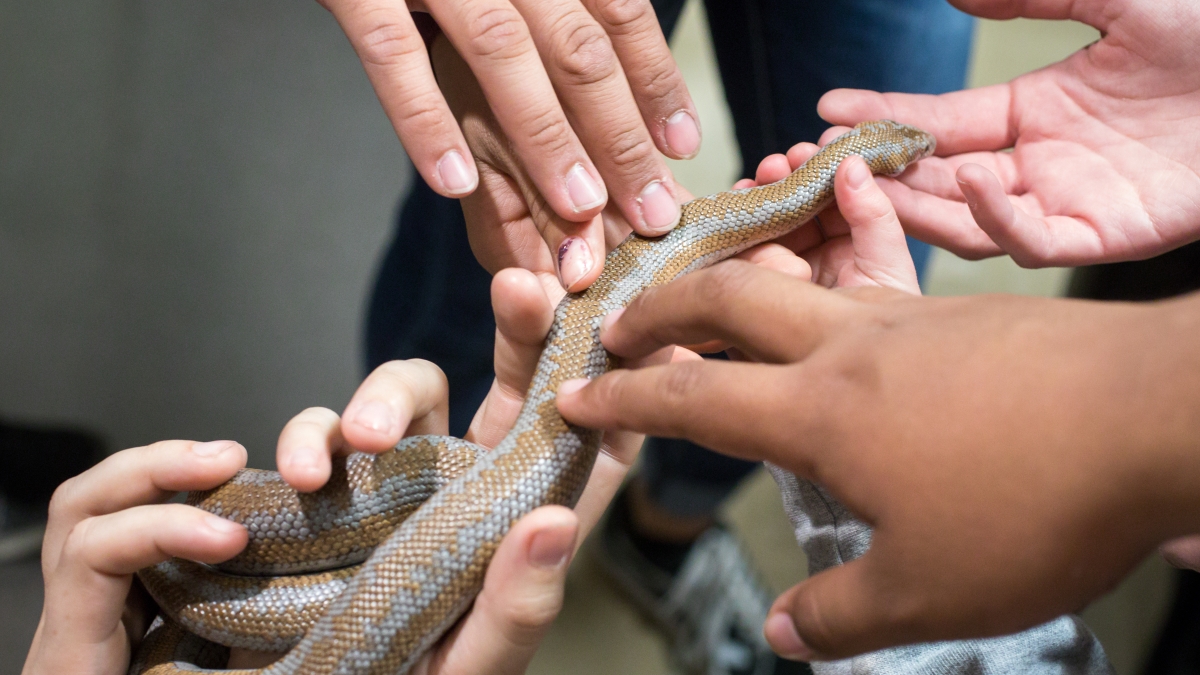 Hands on snake