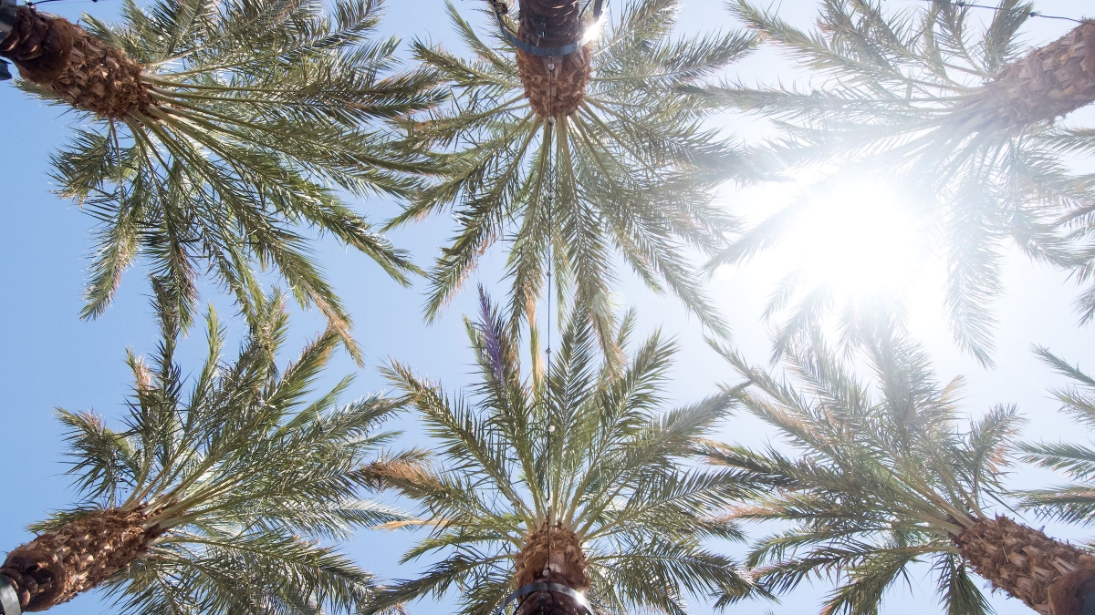 Tops of palm trees against a blue sky and sun.
