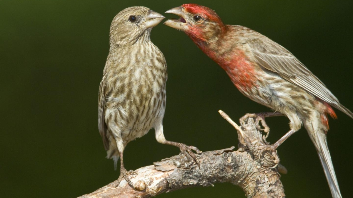 House finch