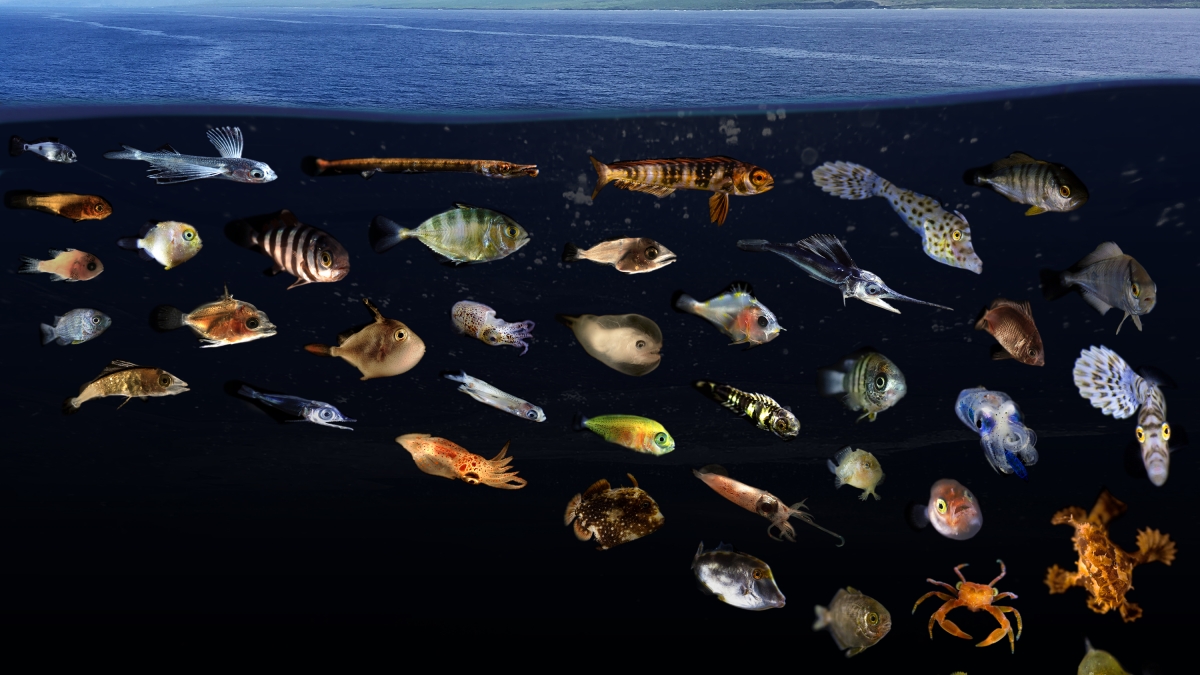 Fish diversity in surface slicks 