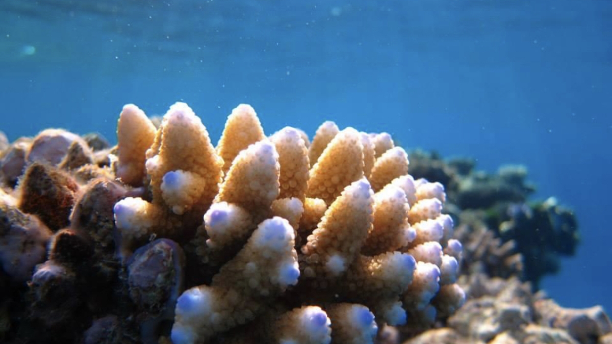 Close-up view of coral under water.