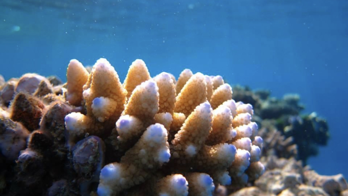 Close-up view of coral under water.
