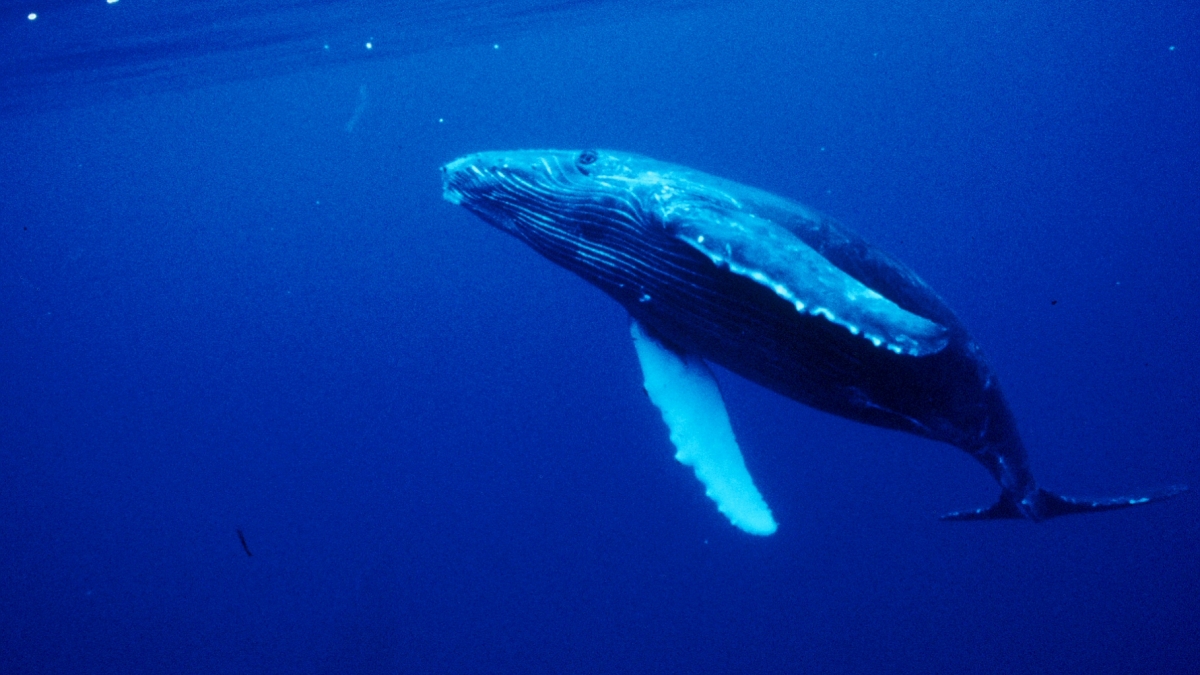 A humpback whale breaches in the ocean.