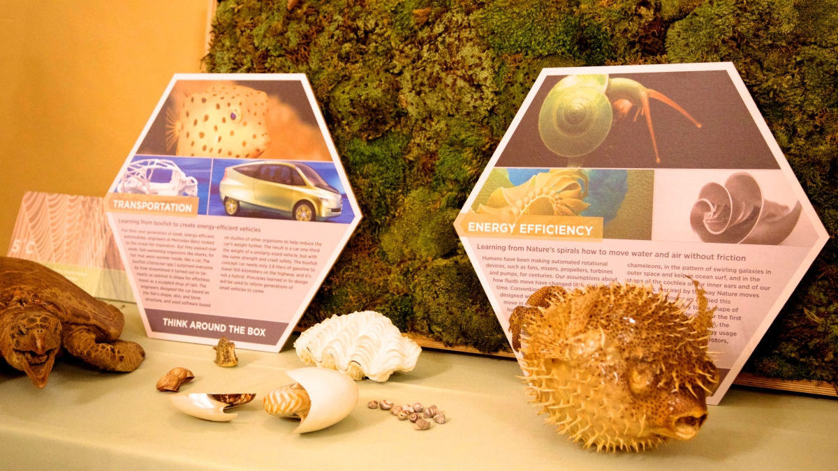 Biomimicry displays on table