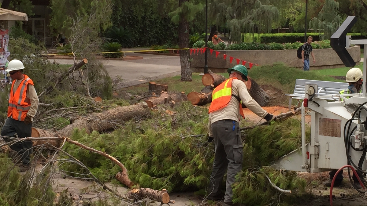 Work crews put a fallen tree through a wood chipper near the Memorial Union.