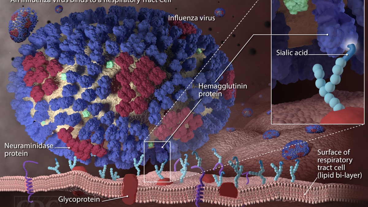 understanding flu infection