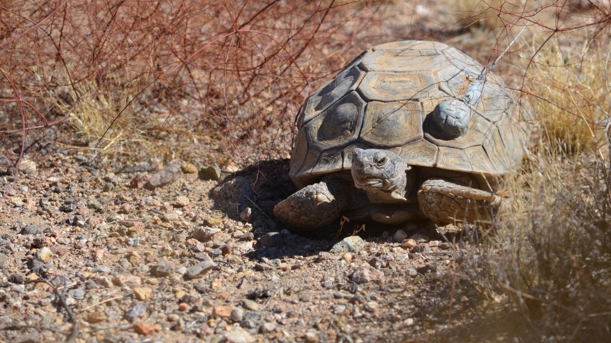 Desert tortoises do not get proper nutrition when they feed regularly on invasive grasses.