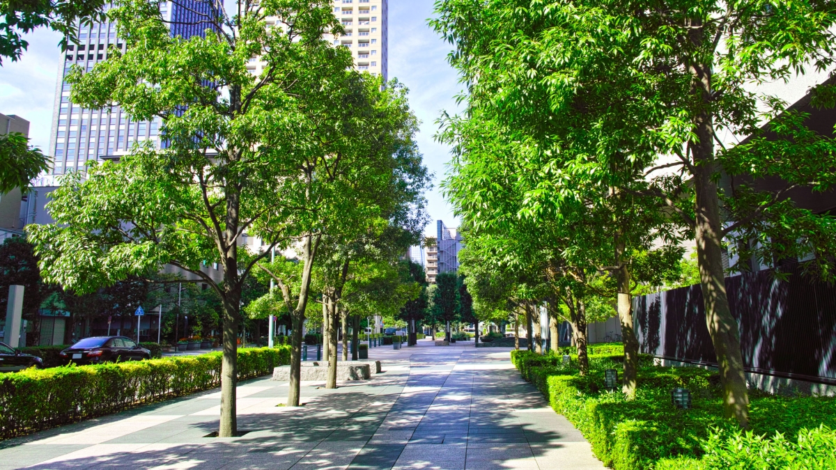 A city street lined with trees casting shade