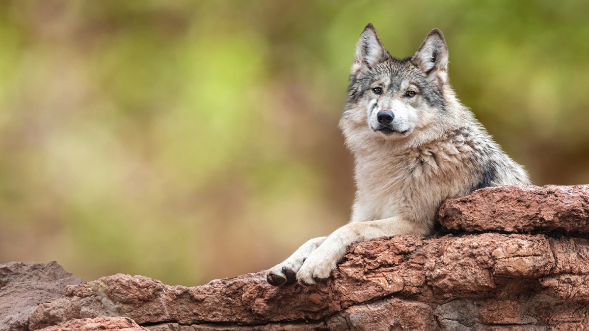 Endangered Mexican Gray Wolf