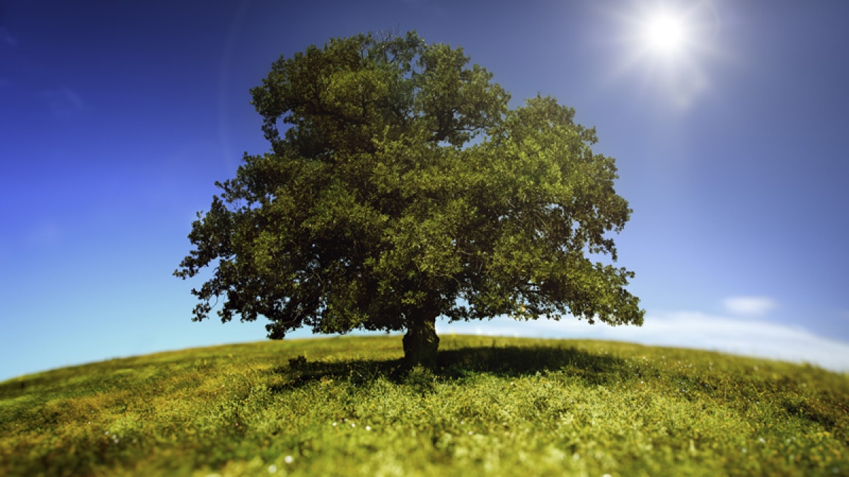 Expansive green tree on green hill against bright blue sky