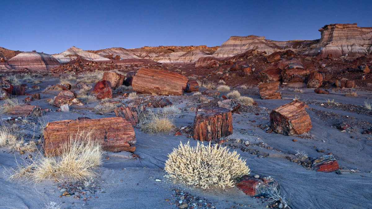 Jasper Forest at the Petrified Forest National Park