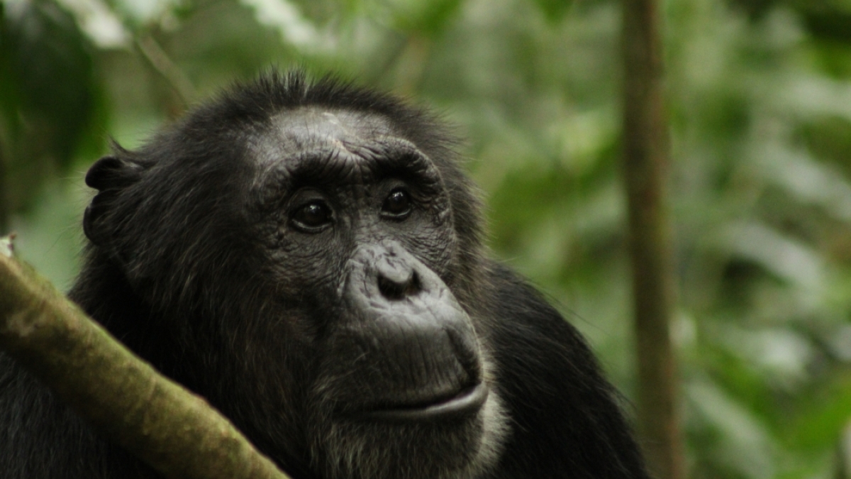 Close-up photo of a chimp's face.