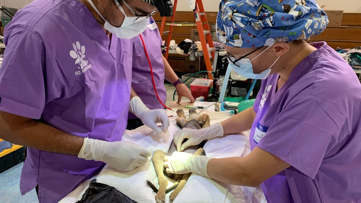 Two people in scrubs performing surgery on a dog.