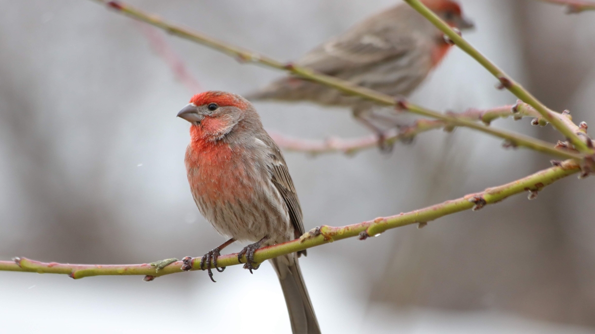 House finch on a branch.