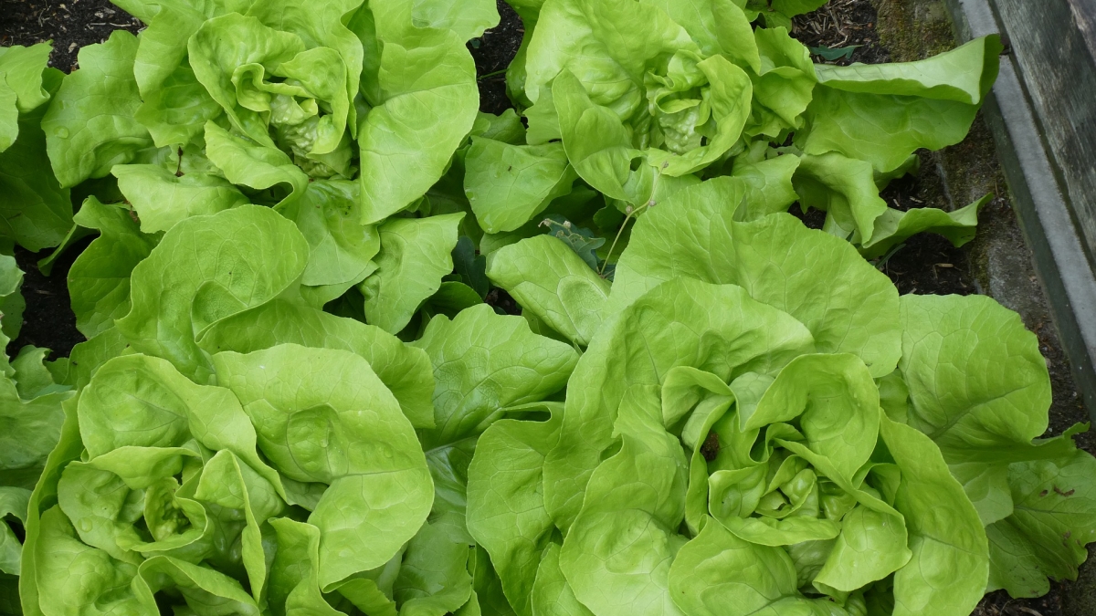 Lettuce, part of the world's food supply chain. 