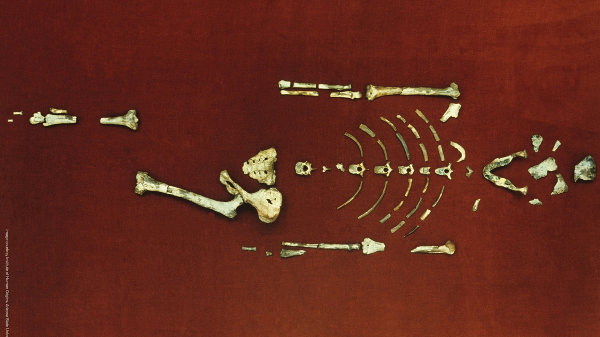 Skeleton of the hominid Lucy