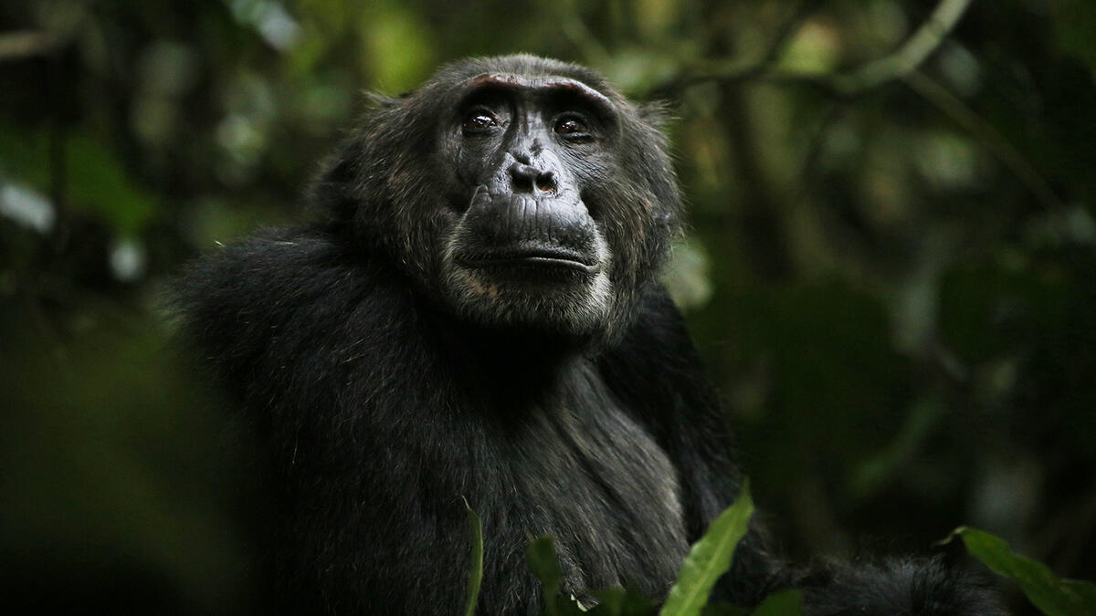 A chimpanzee looking off into the distance surrounded by greenery.