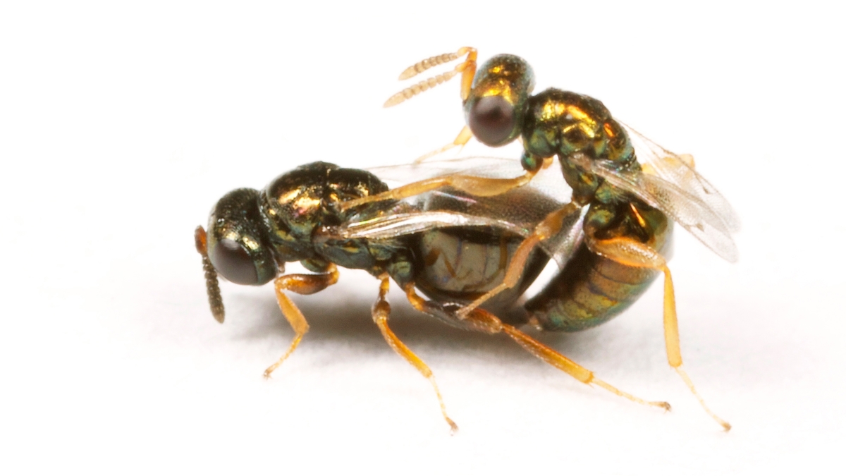 Nasonia vitripennis male wasp courting a N. vitripennis female