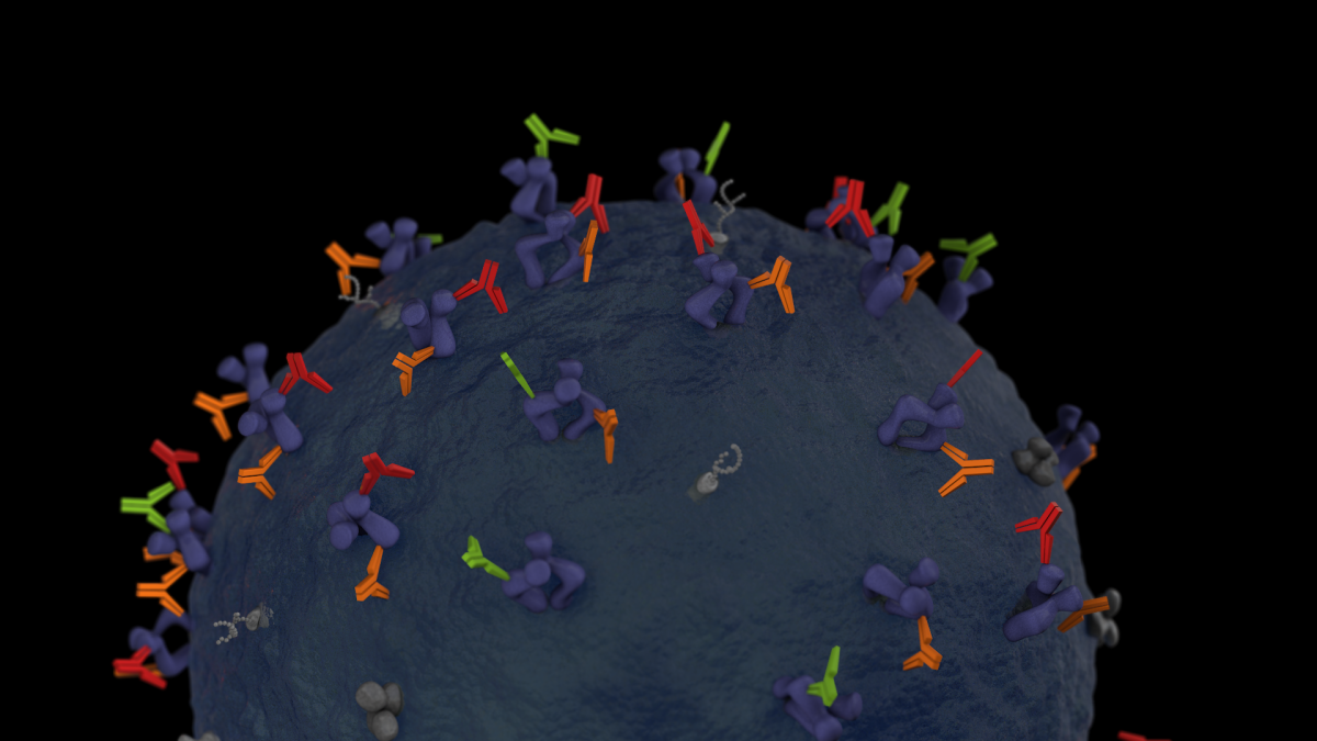 Antibodies, (seen in green, red and orange) bind with specific membrane proteins present on the cell surface. Graphic by Jason Drees for the Biodesign Institute.