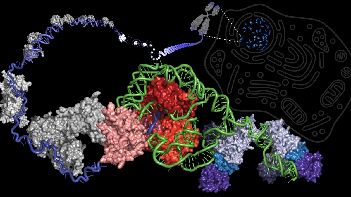 illustration depicting the enzyme telomerase