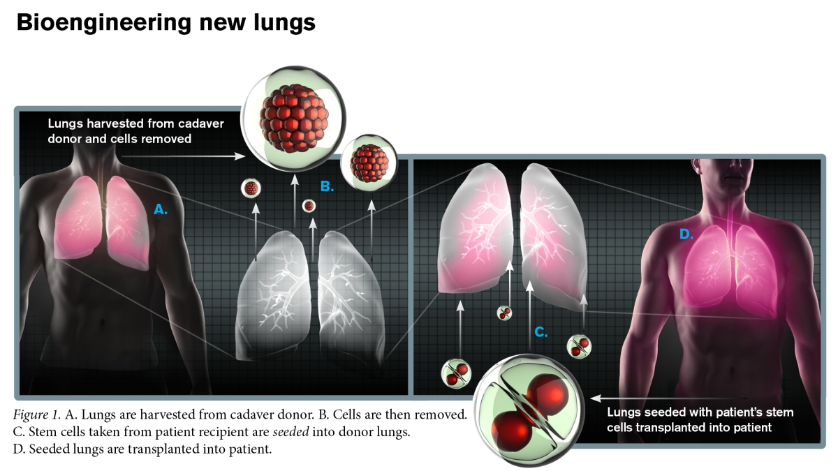 A schematic showing how researchers are bioengineering new lungs