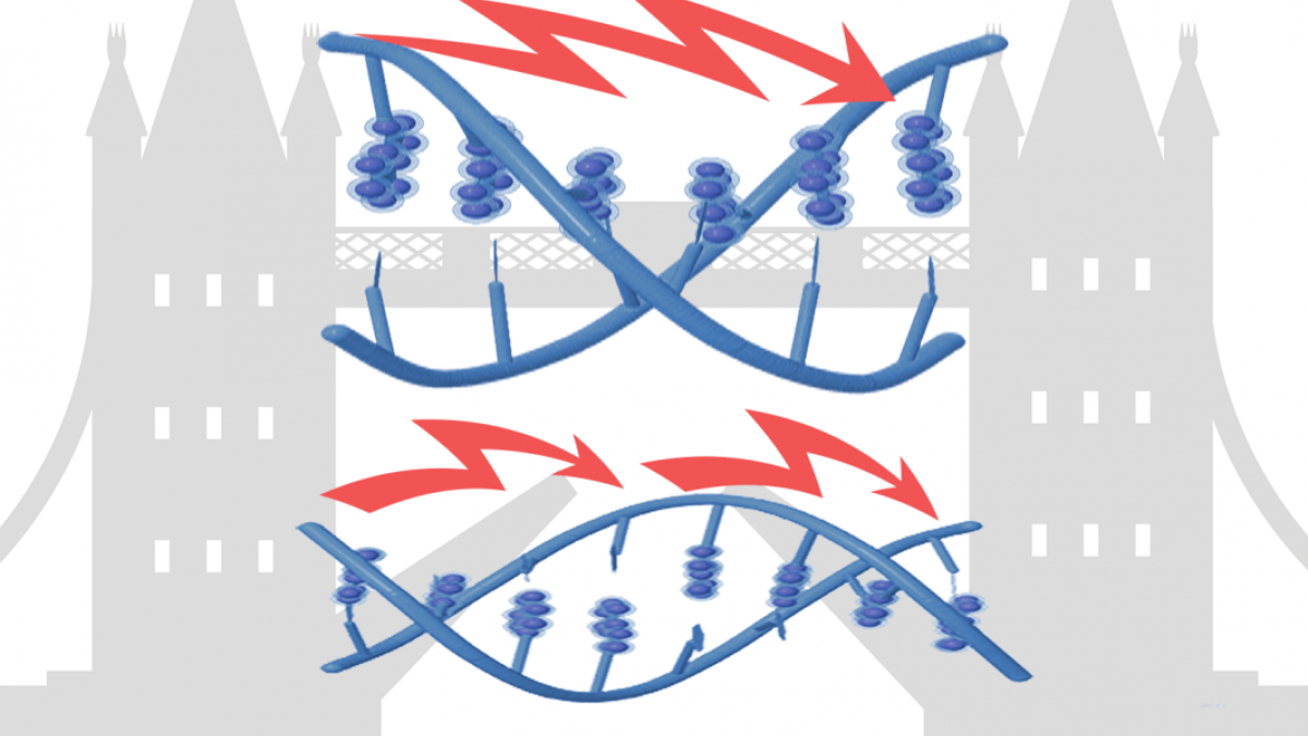 Electrons can either flow or hop across DNA, depending on the sequence