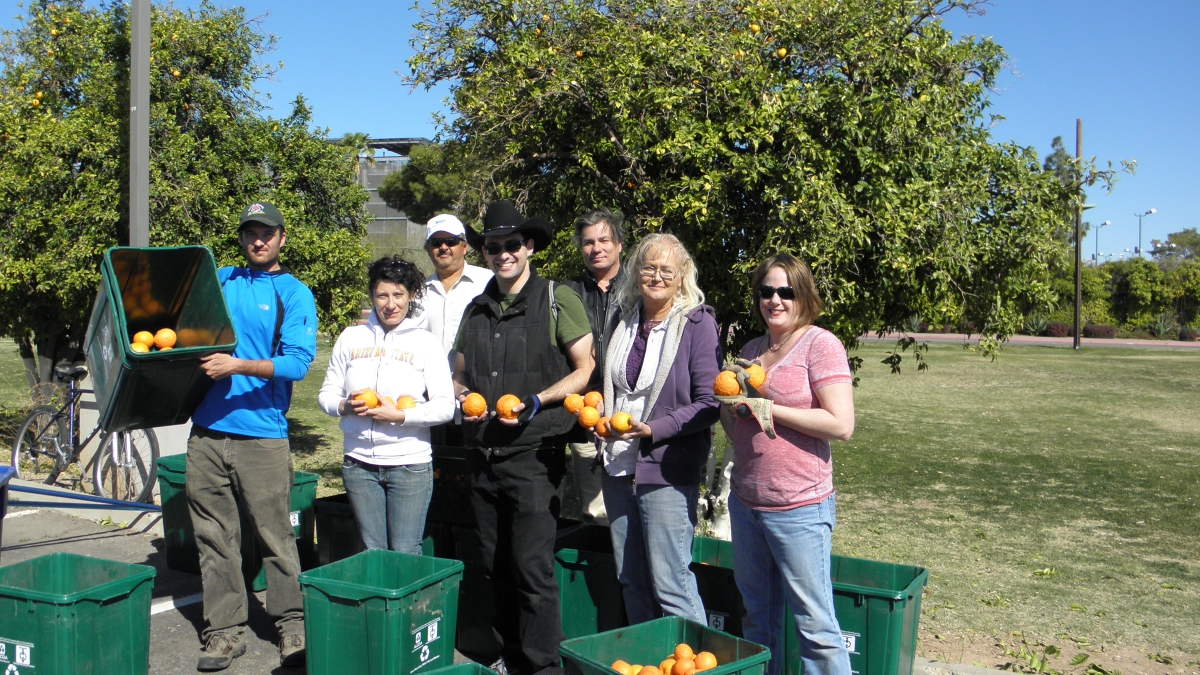 Tempe volunteers harvest oranges for ASU Cares.