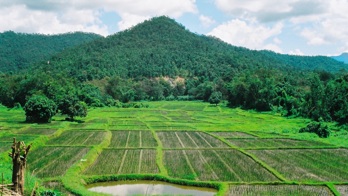 Rice paddies in north Thailand.