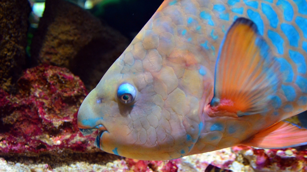 Close-up of a brightly colored blue and orange parrotfish.