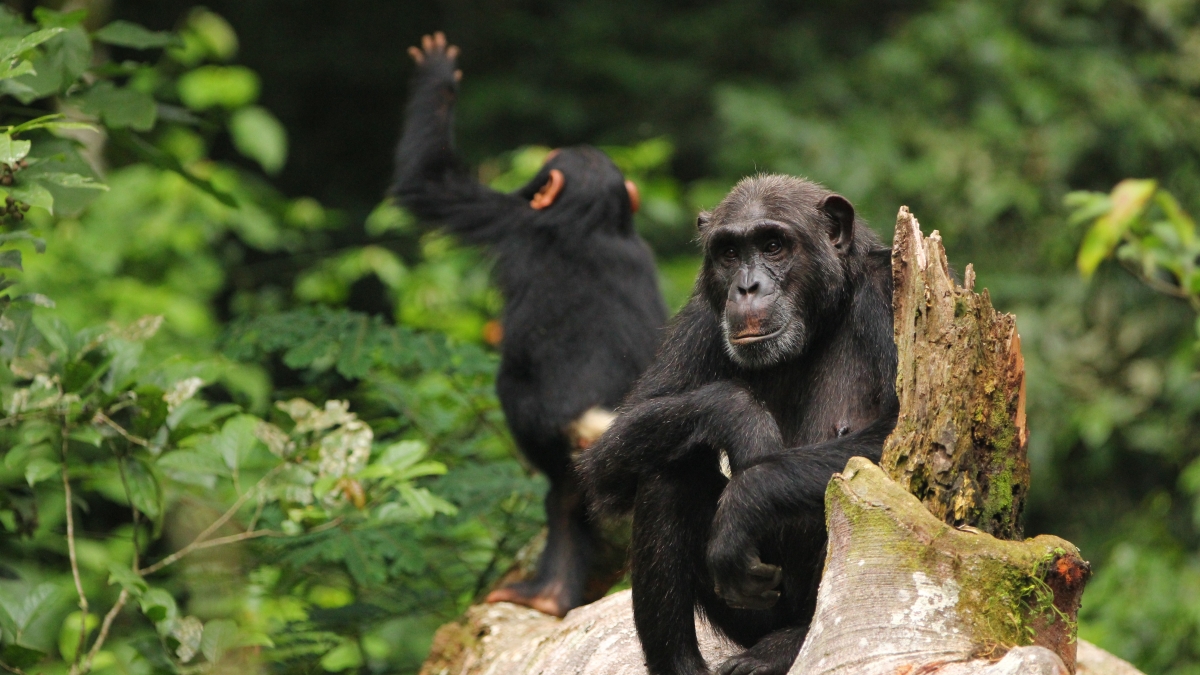 Two chimpanzees sit on a log.
