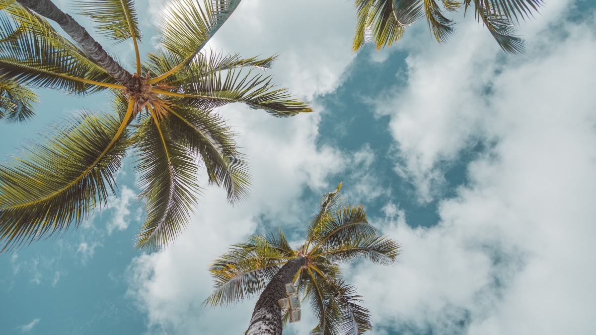 View from the ground looking up at palm trees silhouetted by a blue sky and clouds.