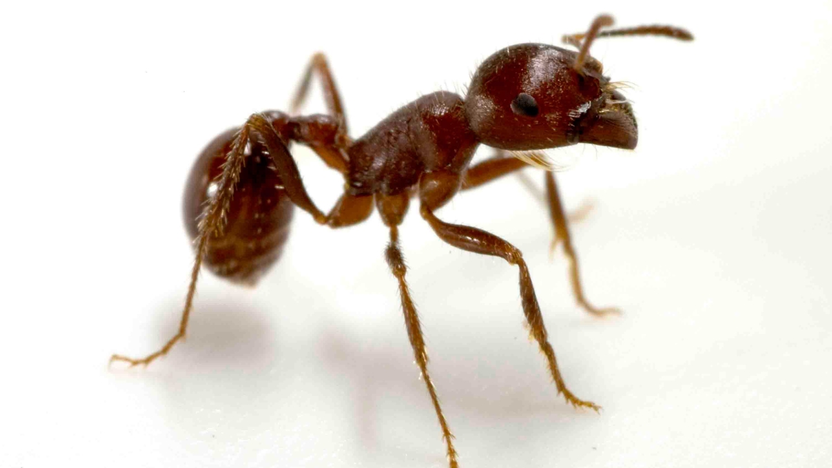 Ant genome research at ASU