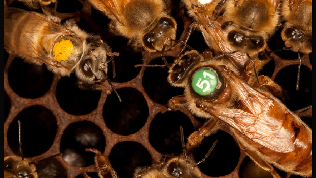 Nurse bees feed and take care of the queen and her larvae.