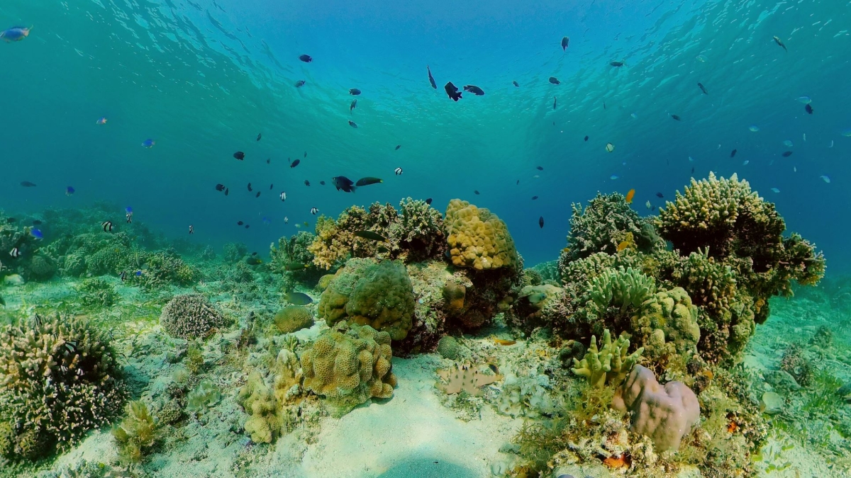 Ocean habitats can be devastatingly different in the next 40 years as ...