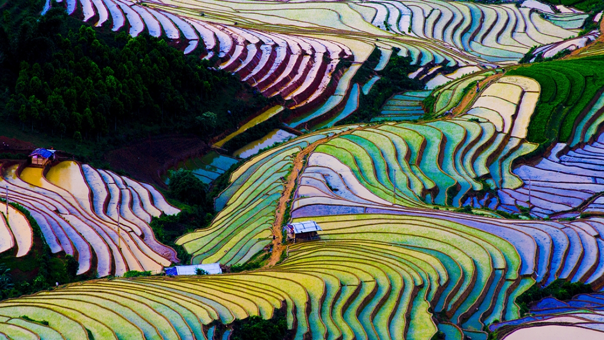 Terraced rice fields in Vietnam viewed from above, displaying the traditional flooding method of rice production. 