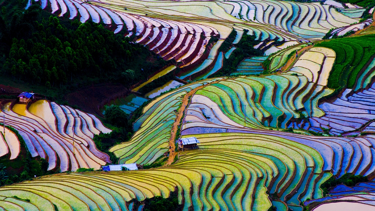 Terraced rice fields in Vietnam viewed from above, displaying the traditional flooding method of rice production. 