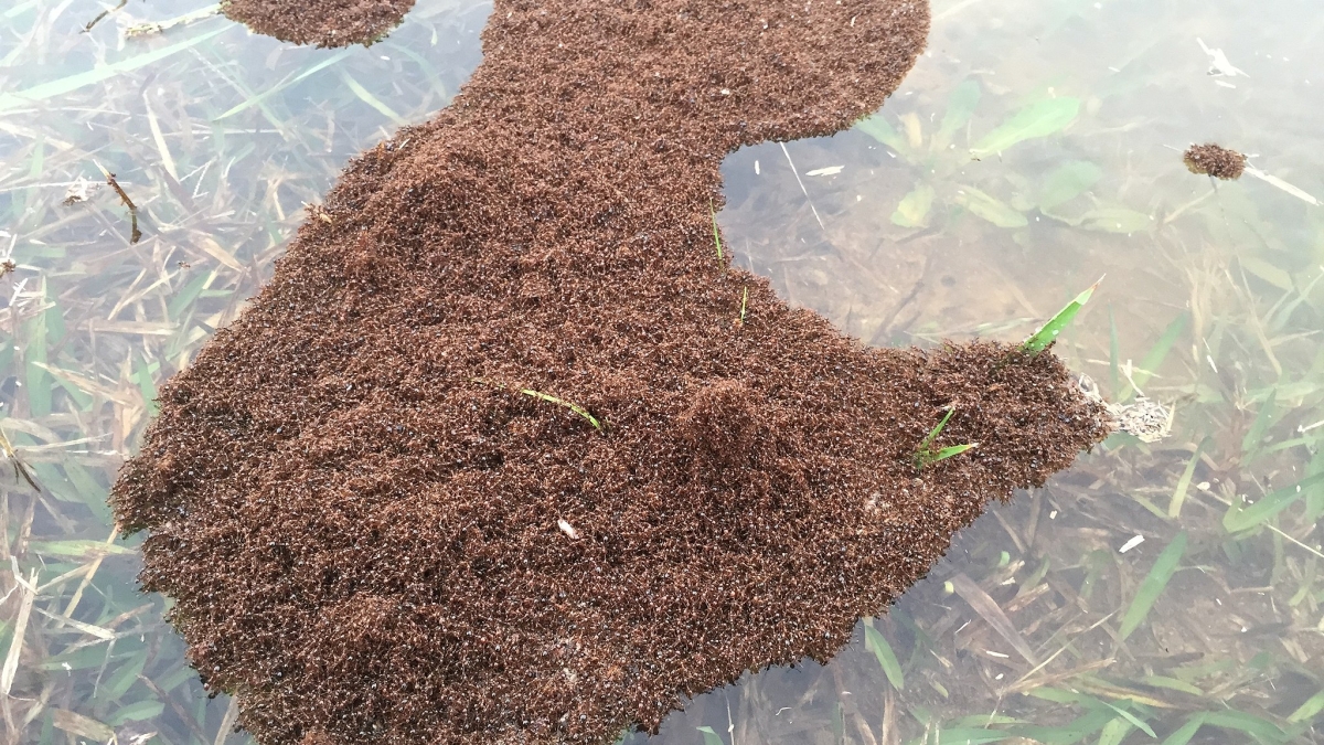 Fire ants float in a big clump on a river