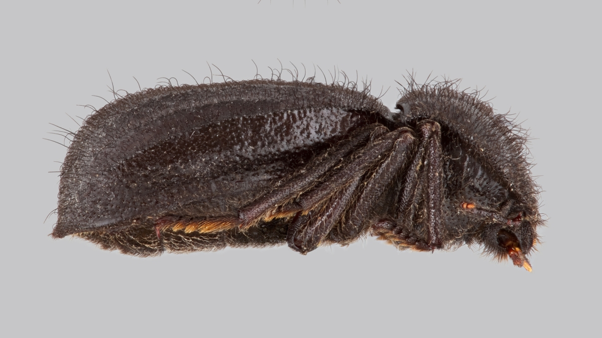 photographic illustration of lateral view of darkling beetle